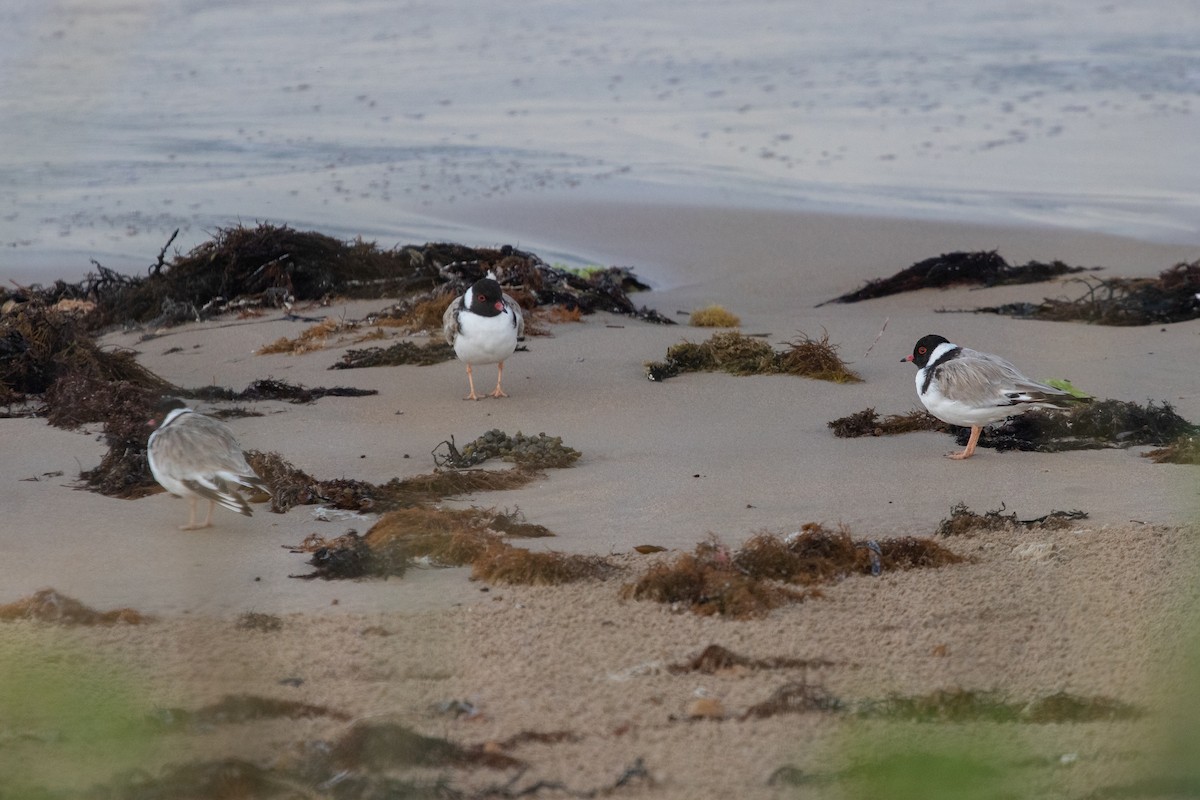 Hooded Plover - ML553337361