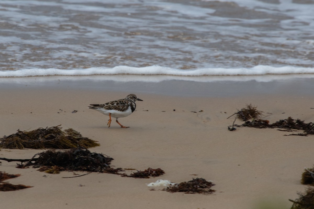 Ruddy Turnstone - ML553337371