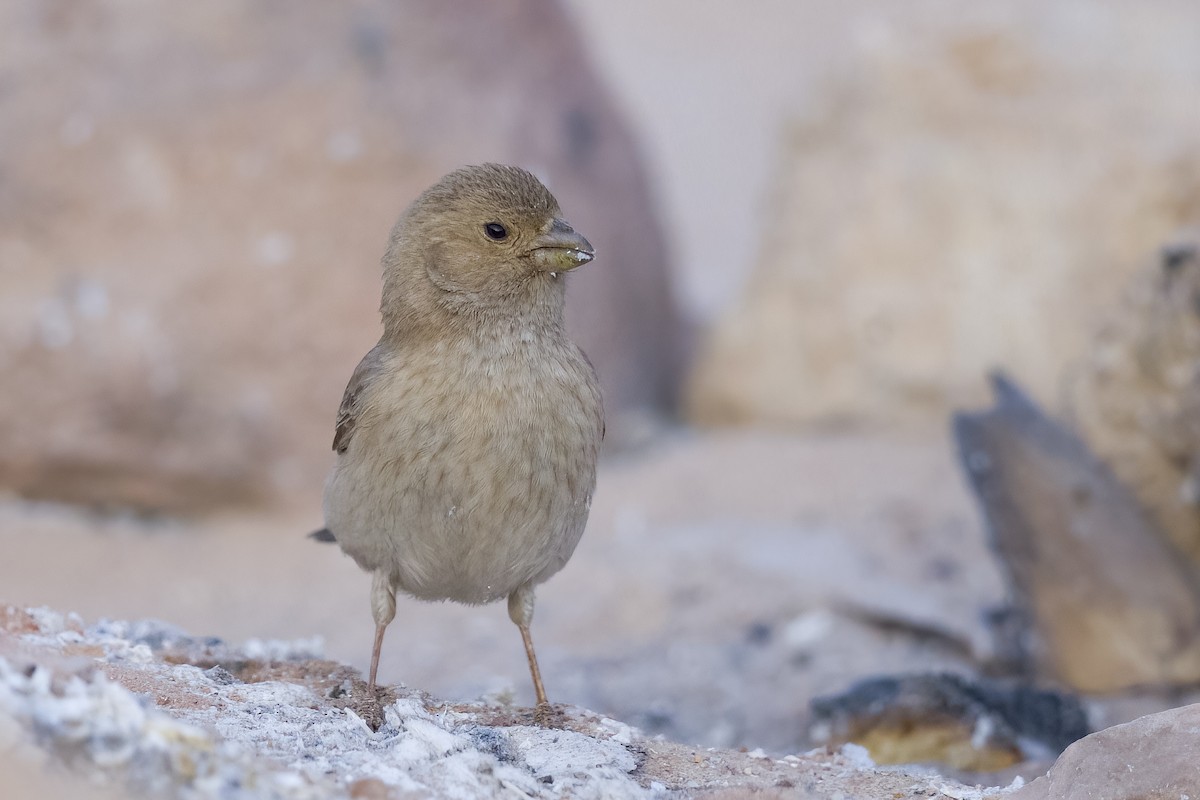 Sinai Rosefinch - Wojciech Janecki