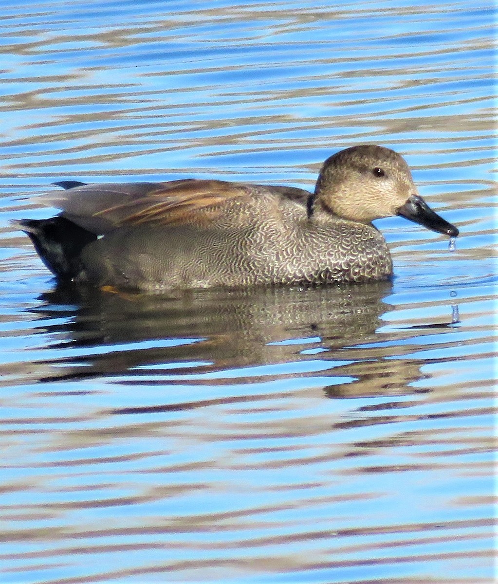 Gadwall - ML553338021