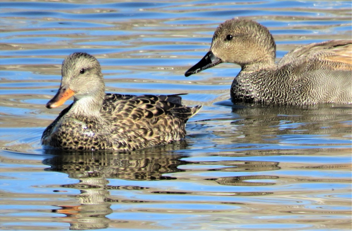 Gadwall - ML553338031