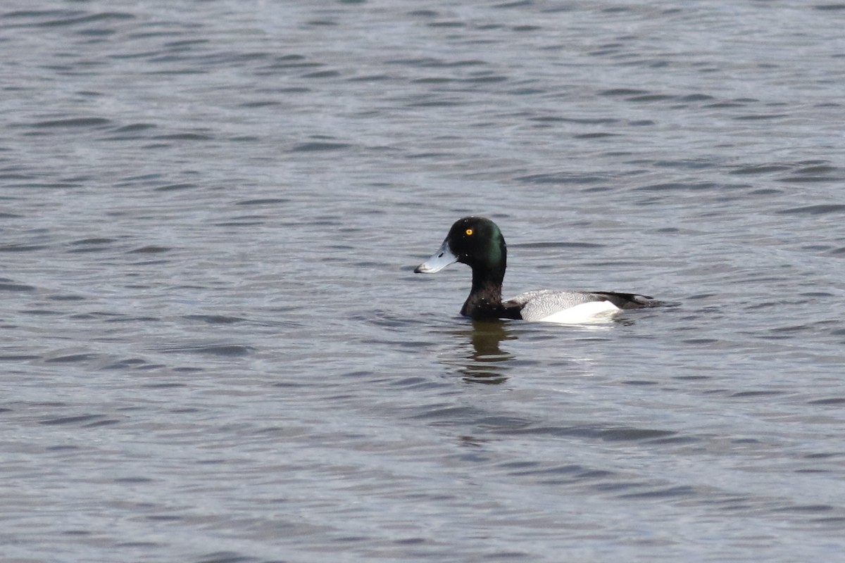Greater Scaup - ML553339911