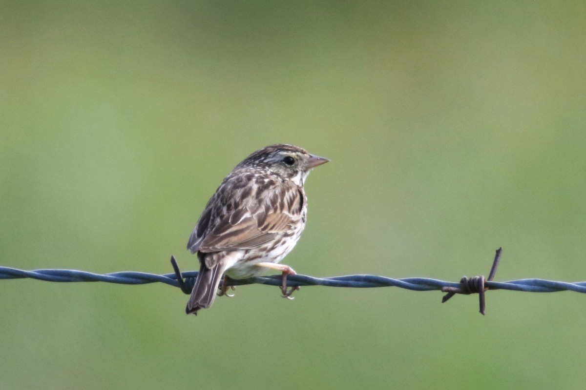 Savannah Sparrow (Savannah) - Anton Liebermann