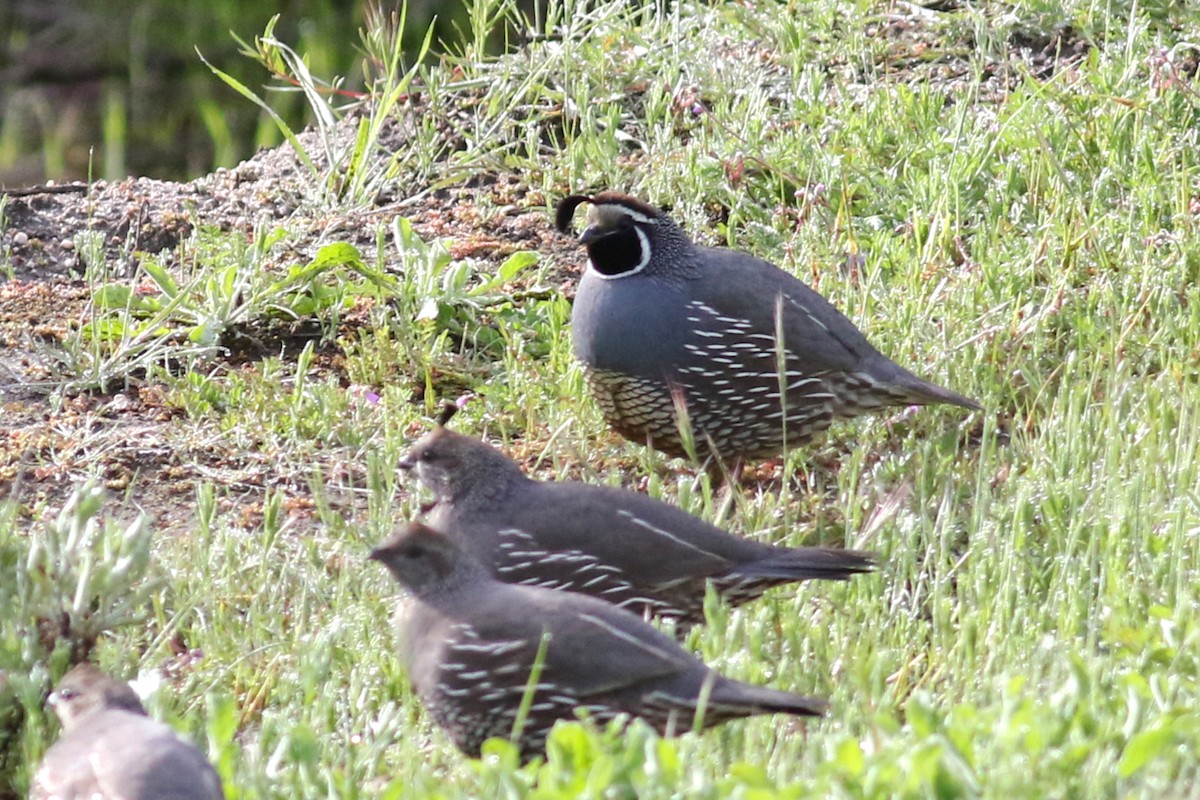 California Quail - ML553341431