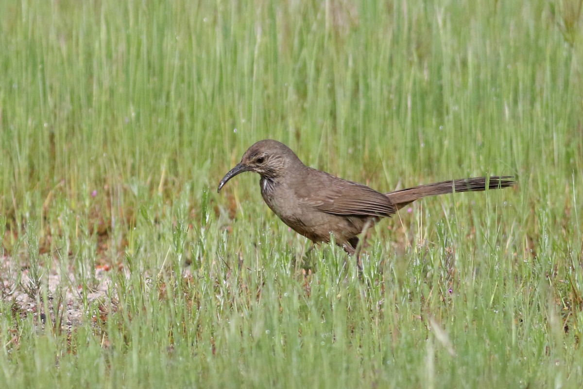 California Thrasher - ML553341461