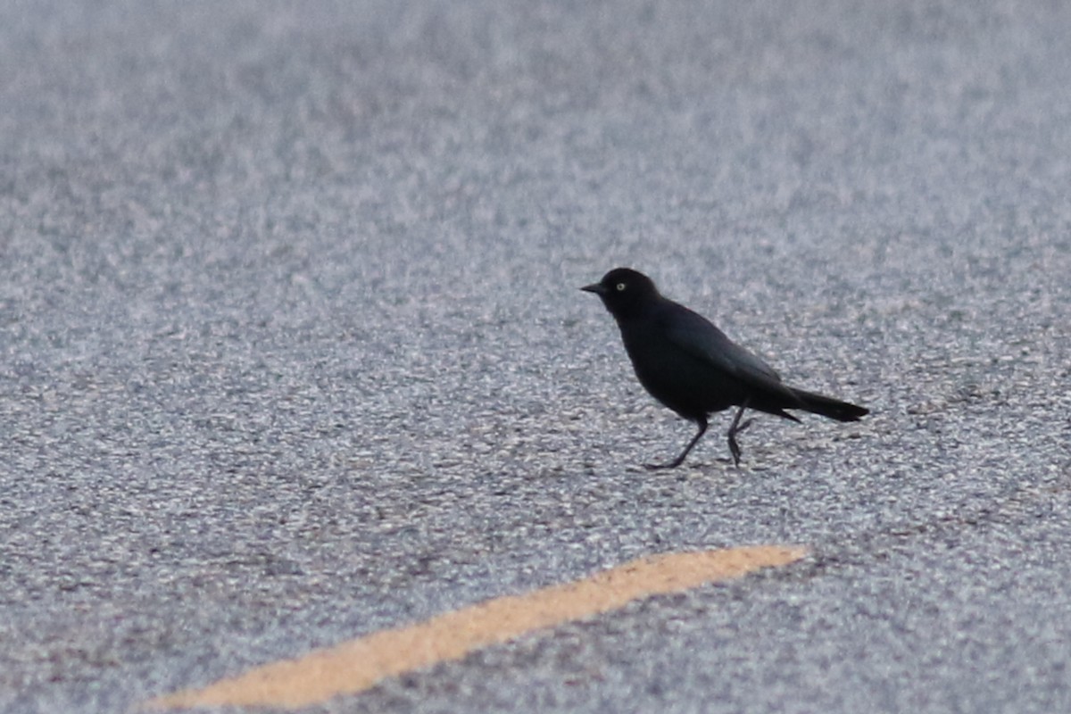 Brewer's Blackbird - ML553341611