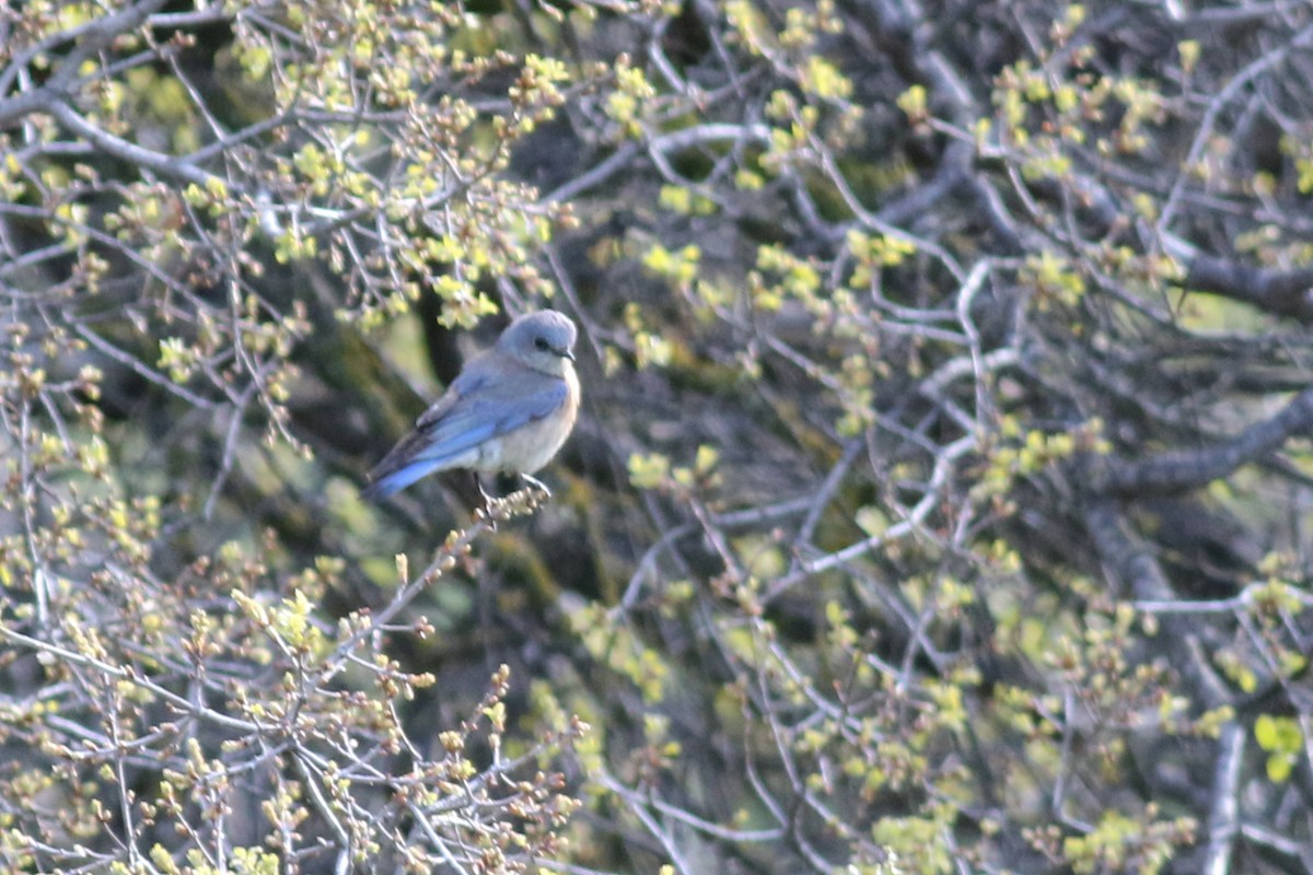 Blaukehl-Hüttensänger - ML553341631