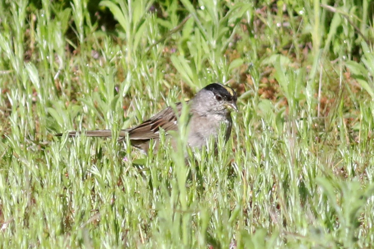 Golden-crowned Sparrow - Anton Liebermann