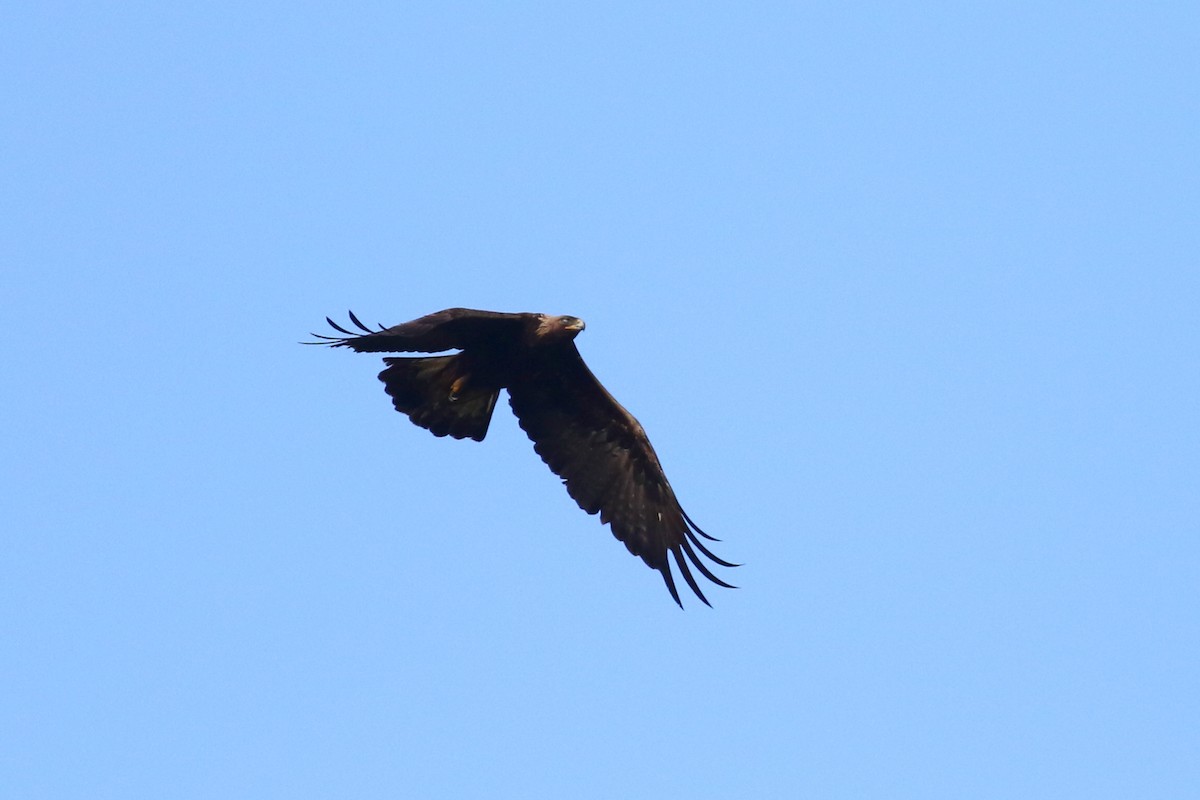 Águila Real - ML553341771