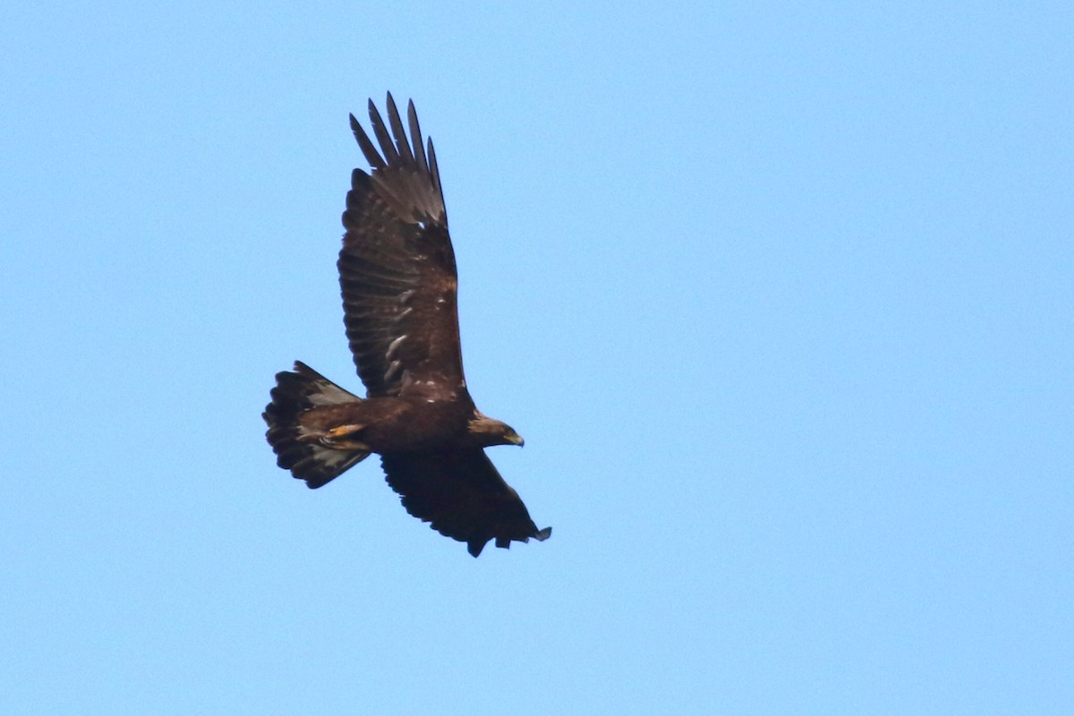 Golden Eagle - Anton Liebermann