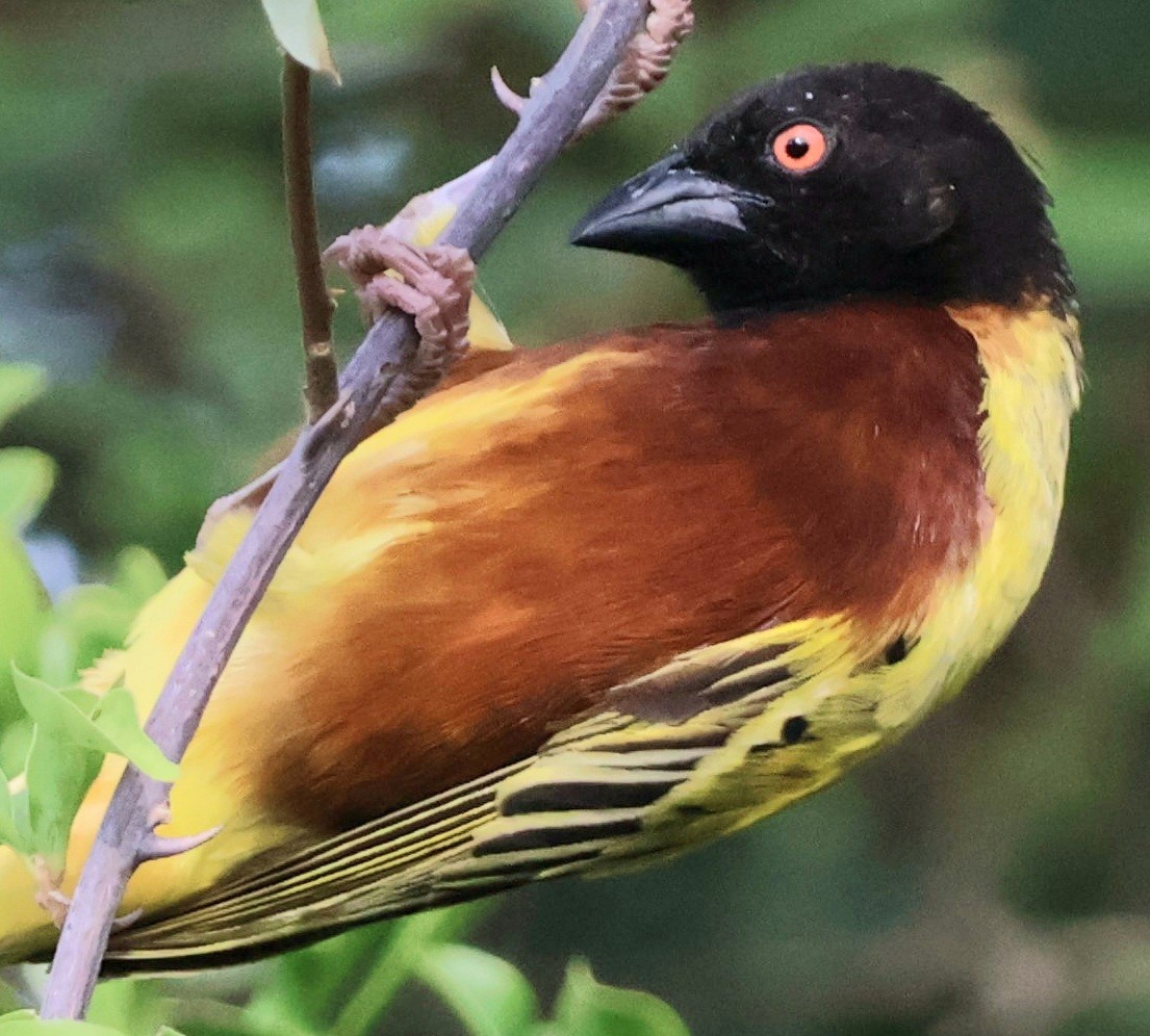 Golden-backed Weaver - Manfred Oberressl