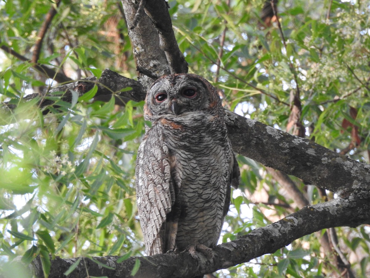 Mottled Wood-Owl - ML553342731