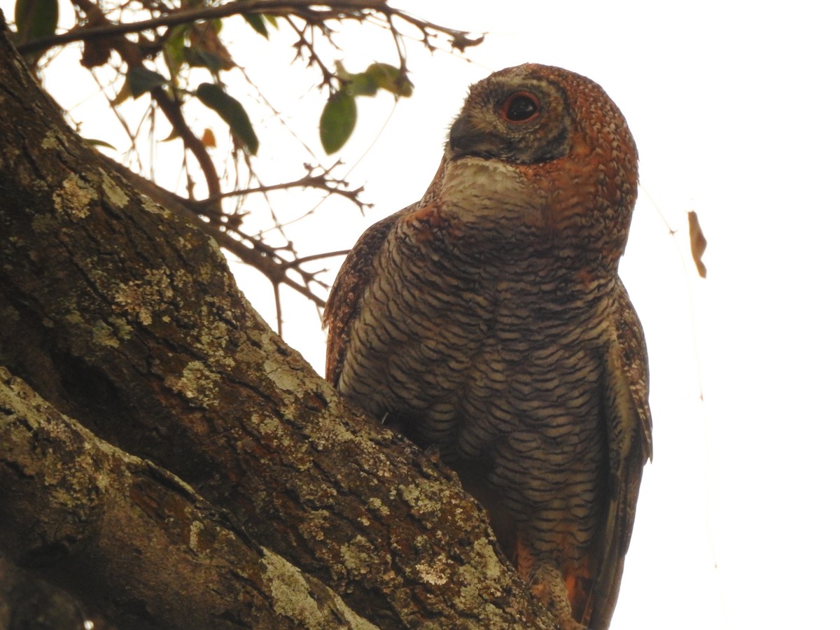 Mottled Wood-Owl - ML553342741