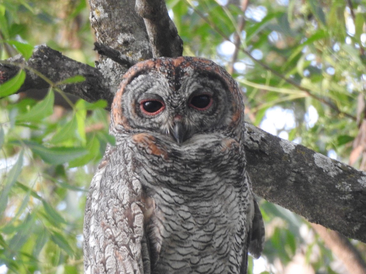 Mottled Wood-Owl - ML553342751