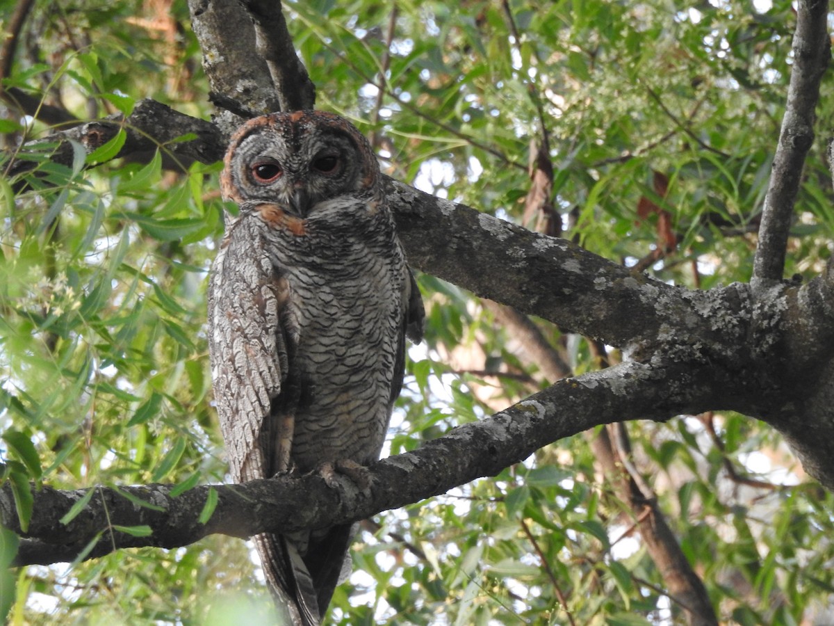 Mottled Wood-Owl - ML553342761