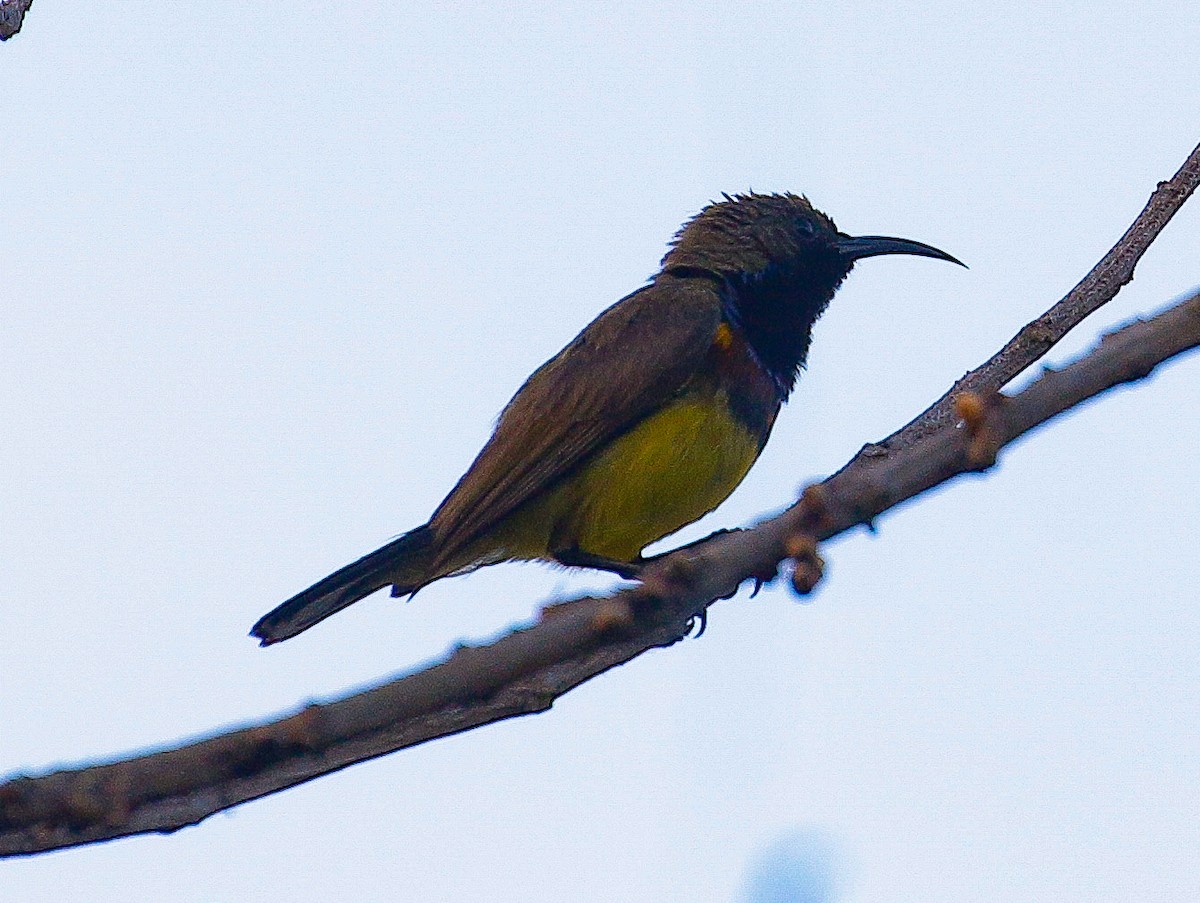 Ornate Sunbird - Neoh Hor Kee