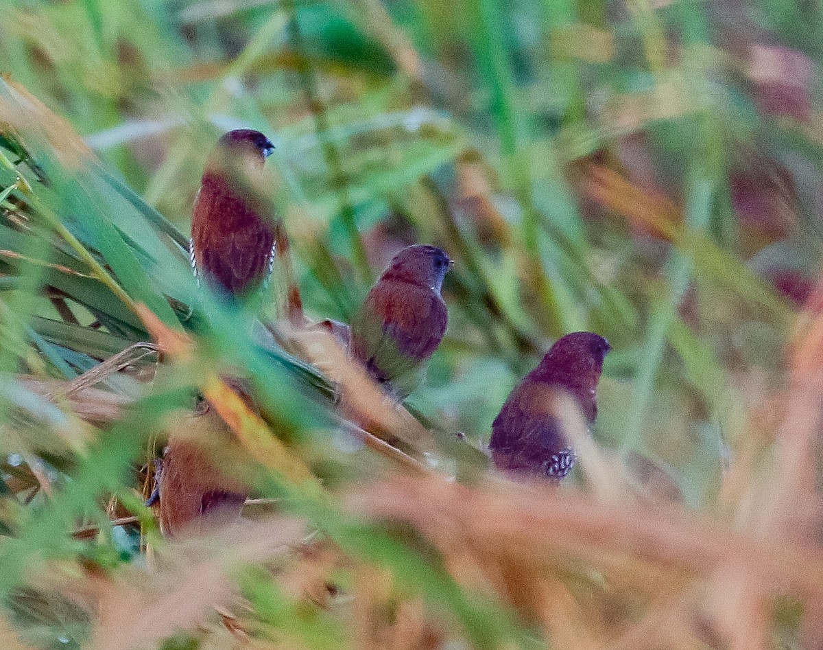 Scaly-breasted Munia - ML553343131