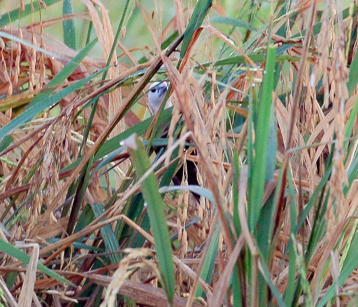 White-headed Munia - ML553343201