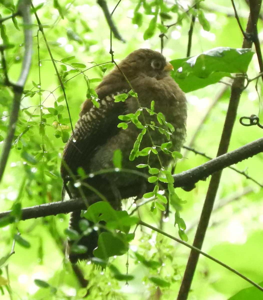 Ecuadorian Trogon - ML55334481