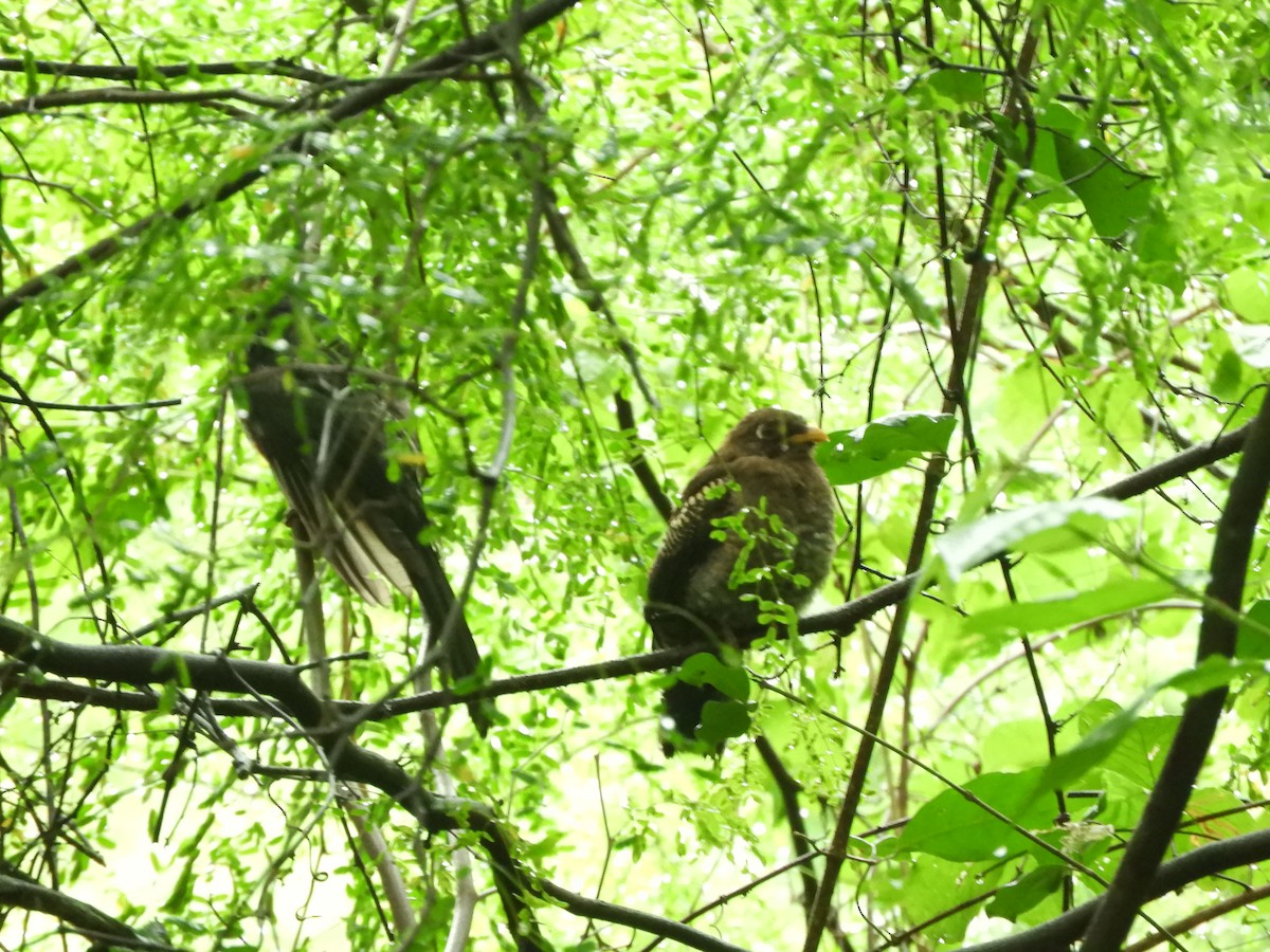 Ecuadorian Trogon - ML55334571