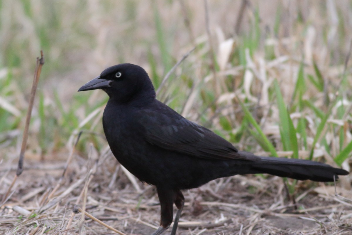 Great-tailed Grackle - ML553345921