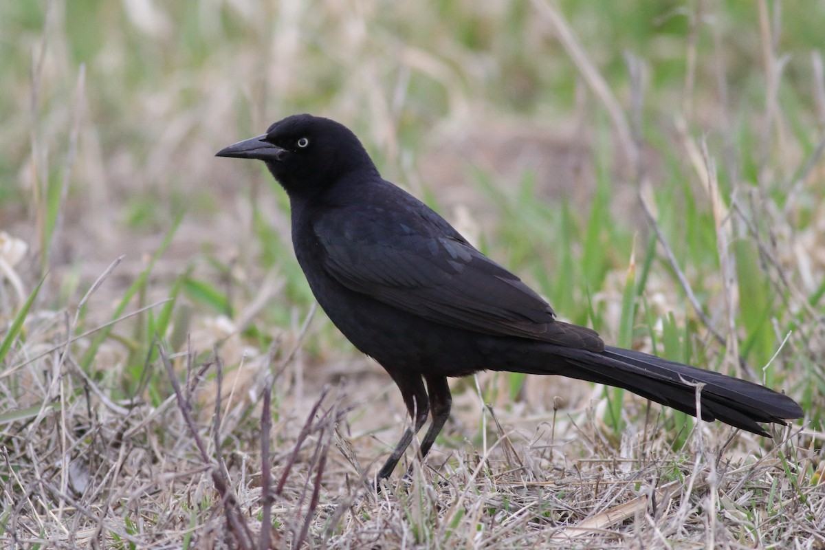 Great-tailed Grackle - ML553345941