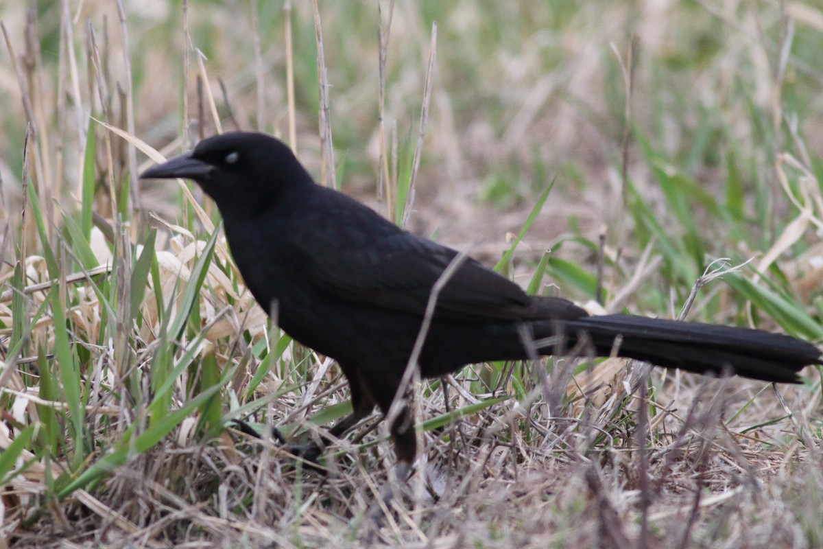 Great-tailed Grackle - ML553345951