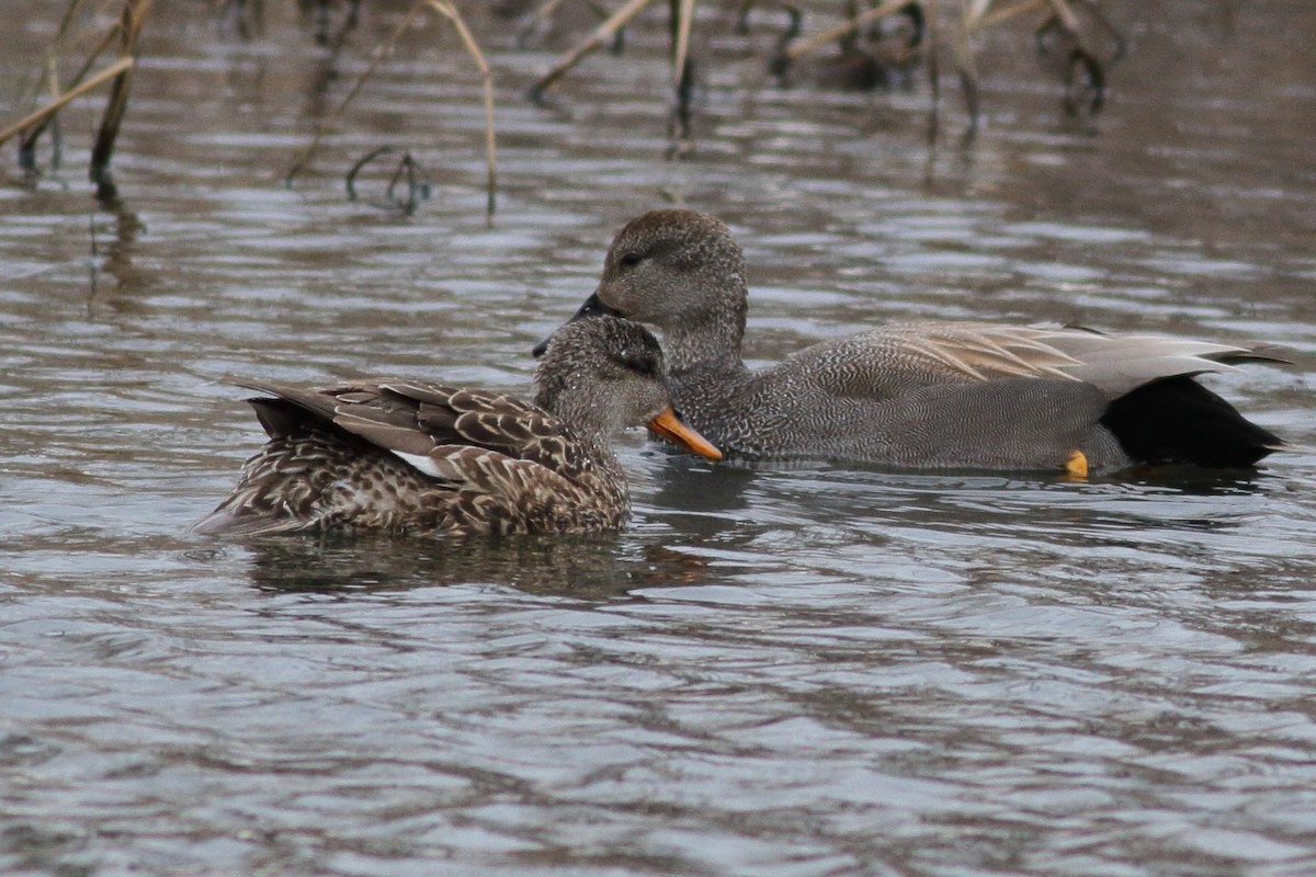 Gadwall - Richard Stanton