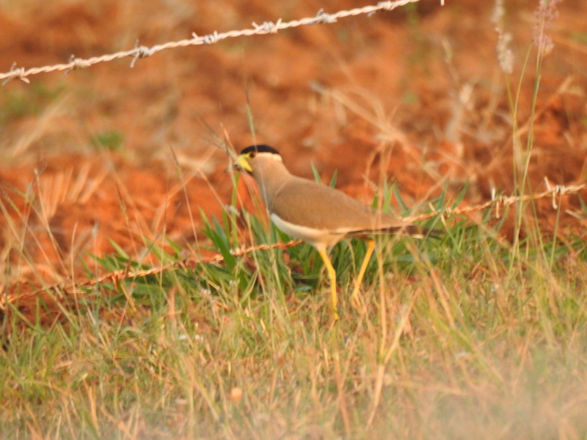 Yellow-wattled Lapwing - Mohan Asampalli - GKVK