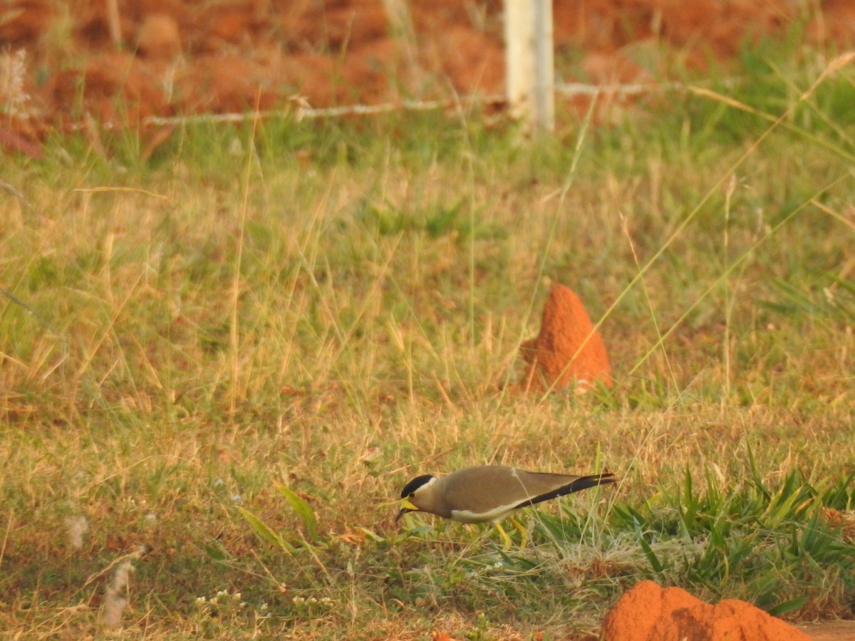 Yellow-wattled Lapwing - ML553346391