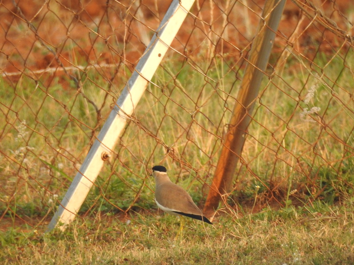 Yellow-wattled Lapwing - ML553346401