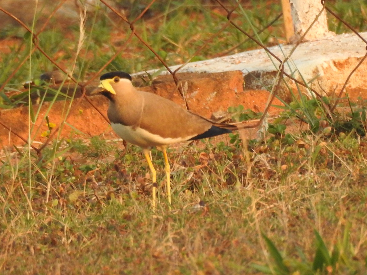 Yellow-wattled Lapwing - ML553346411