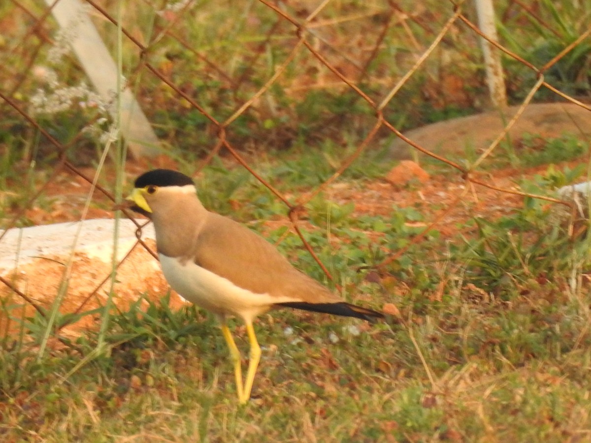 Yellow-wattled Lapwing - ML553346431