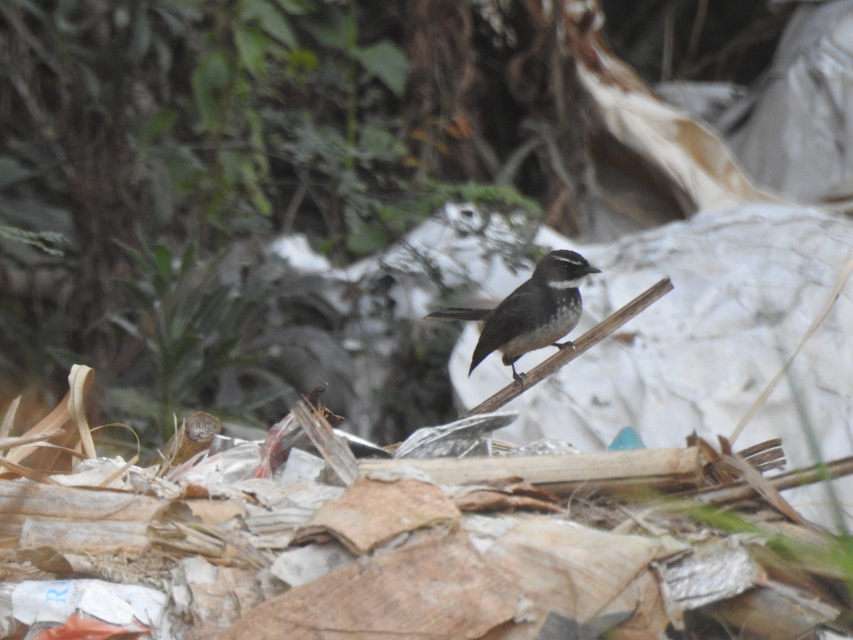 Spot-breasted Fantail - Mohan Asampalli - GKVK