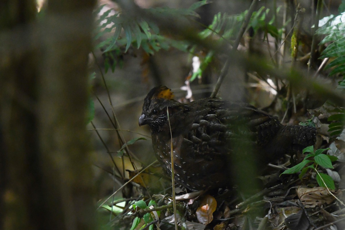 Spotted Wood-Quail - ML553348161