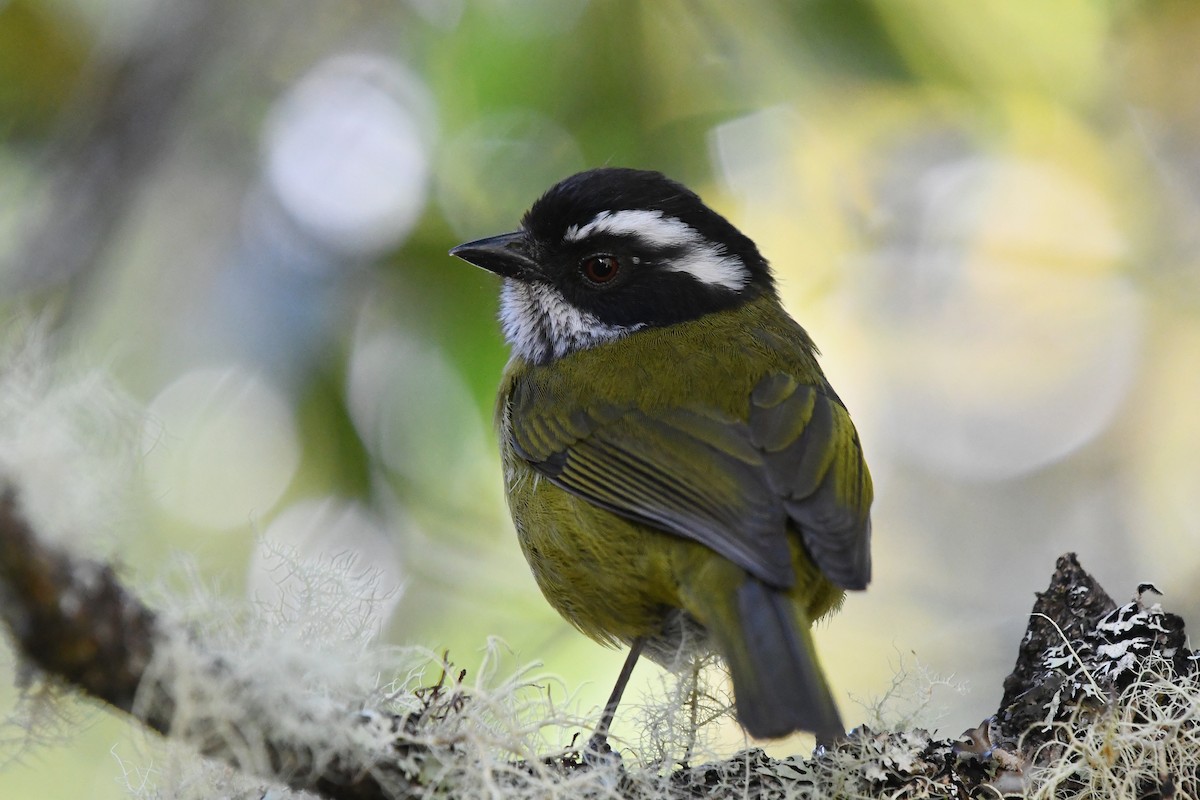 Sooty-capped Chlorospingus - ML553348191