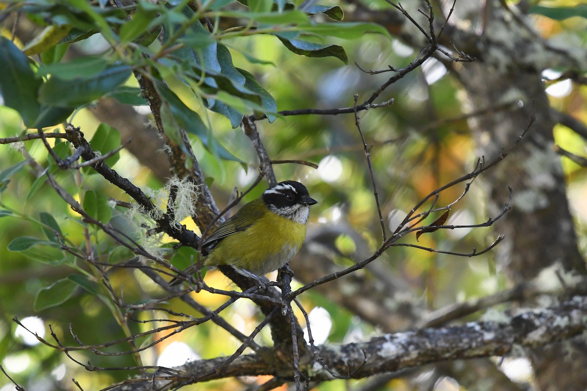Sooty-capped Chlorospingus - ML553348201