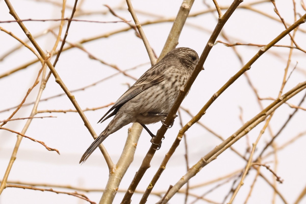 rosefinch sp. - ML553348861