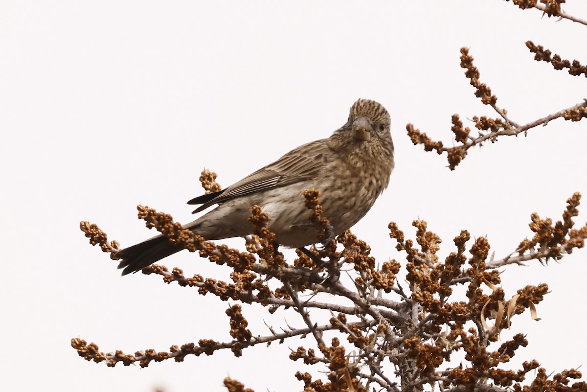 rosefinch sp. - ML553348881