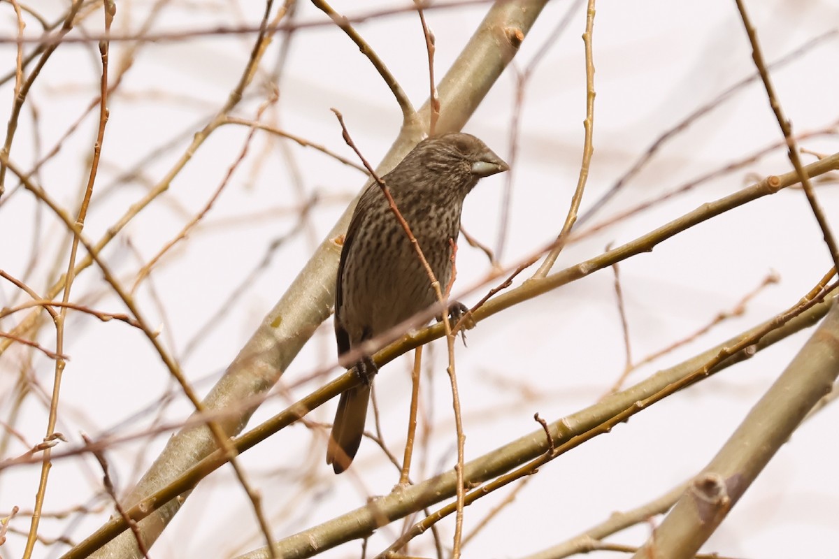 rosefinch sp. - Padma Gyalpo