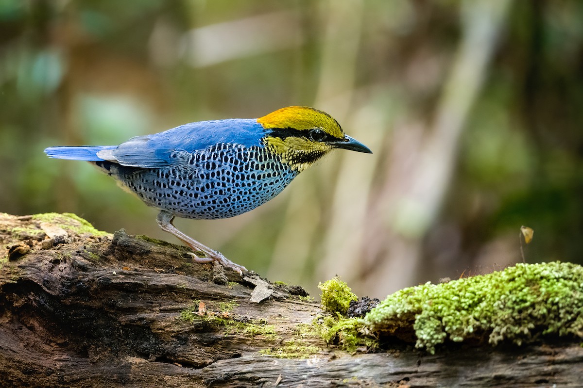 Blue Pitta - Senkethya Sar