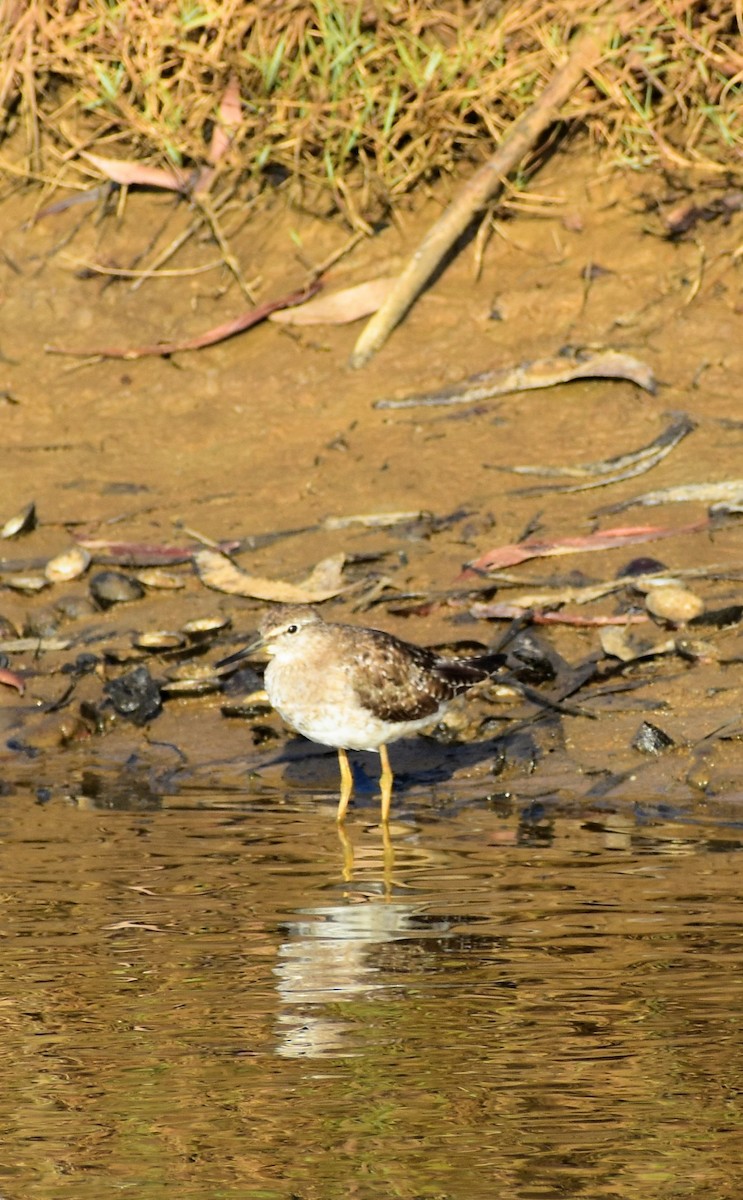 Wood Sandpiper - ML553350521