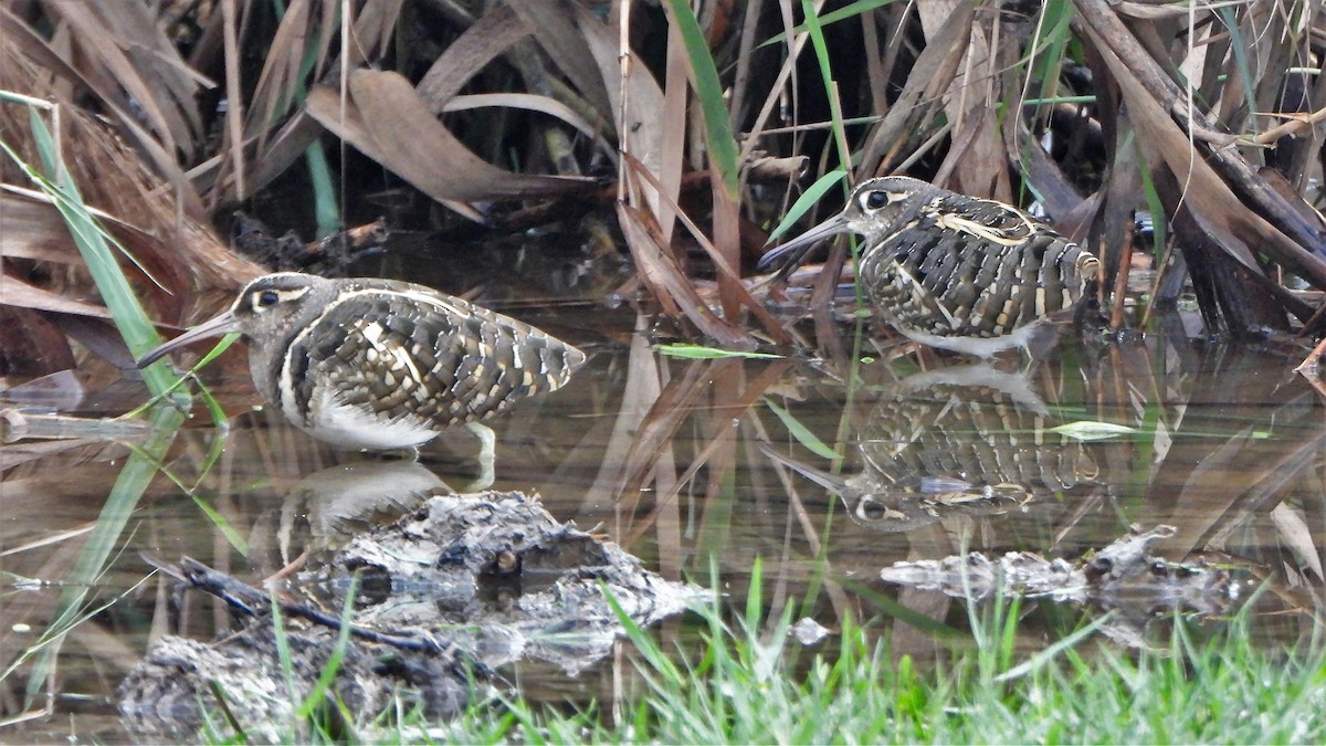 Greater Painted-Snipe - ML553351011