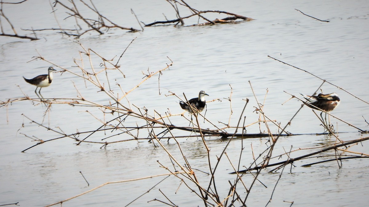 Pheasant-tailed Jacana - ML553351181