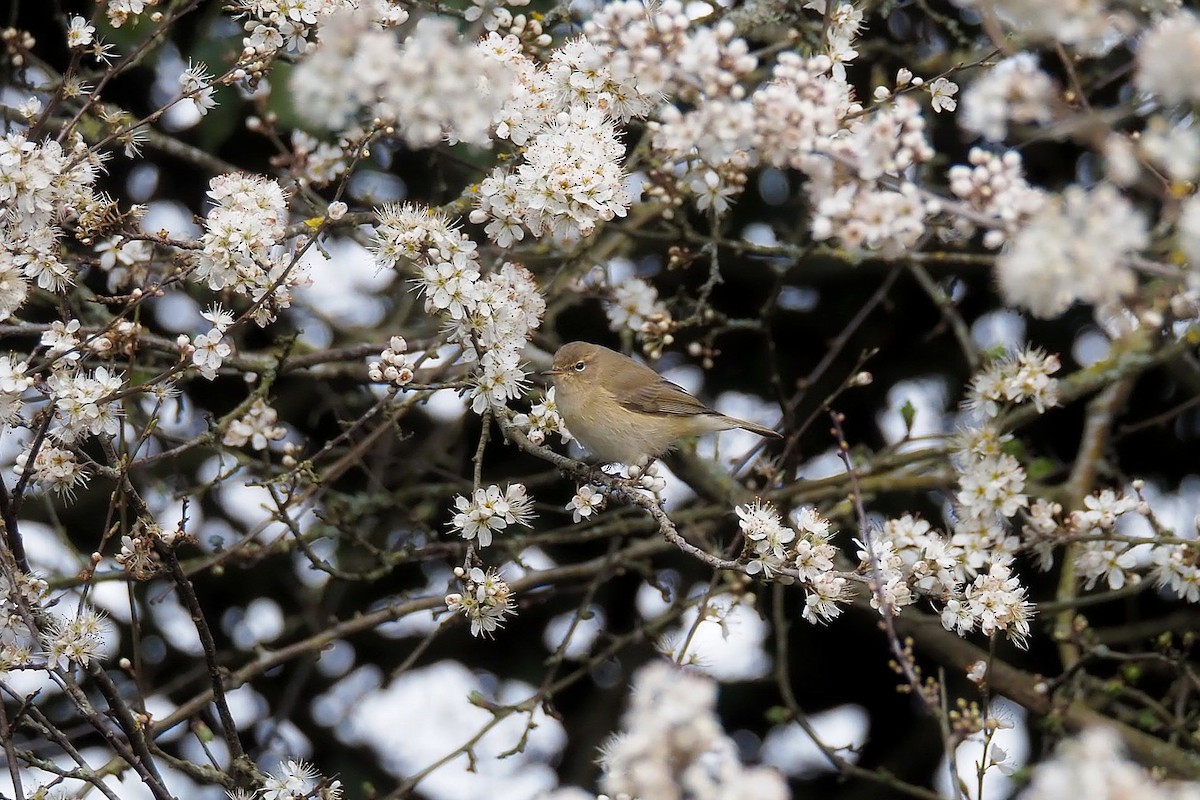 Common Chiffchaff (Common) - ML553352011