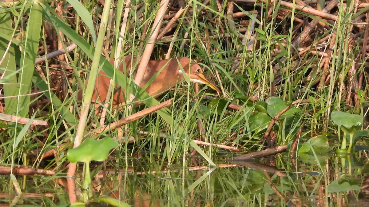 Cinnamon Bittern - Girish Chhatpar