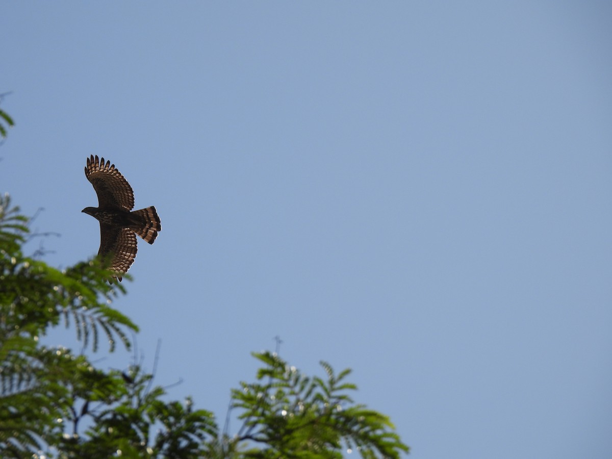 Aigle huppé - ML553355721