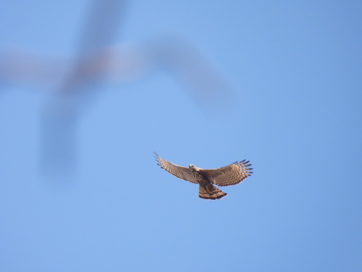 Changeable Hawk-Eagle - ML553355761