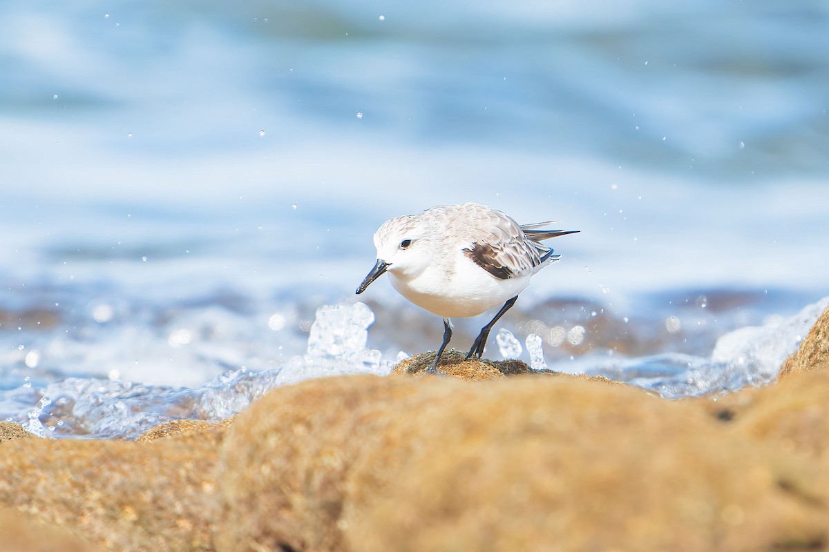 Bécasseau sanderling - ML553357201