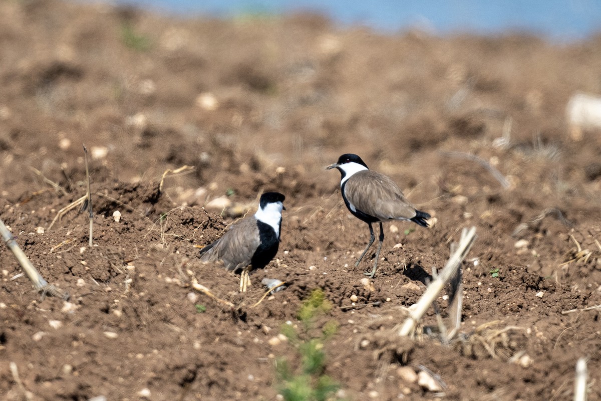 Spur-winged Lapwing - ML553358191